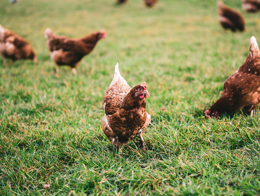 Saveurs et sauces oeufs de plein air